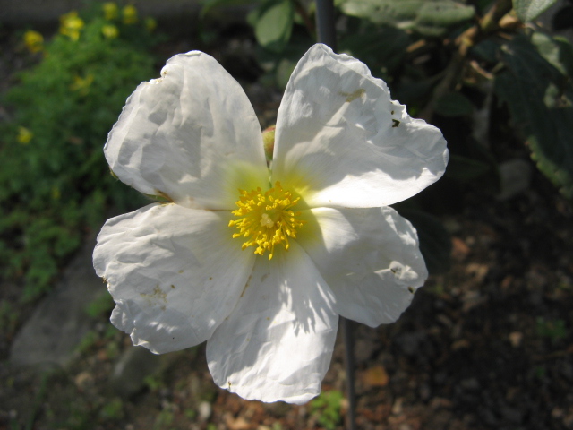 orto botanico (padova)